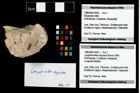 Foto (Objekt + Etikett) von Longodromites angustus (Reuss 1858)  (NHMW-GEO-1990-0041-4381)